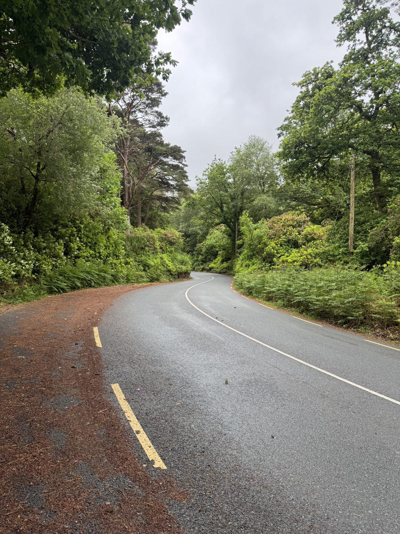 A wet, tree-lined road curving through lush green woodland and ferns on the way toward Kenmare