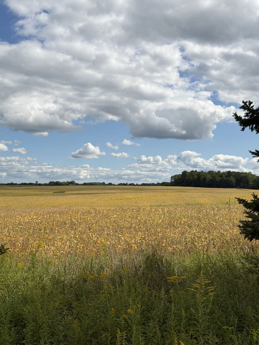 A field of goldenrod and soybeans in flower under a big cloud sky north of Beeton